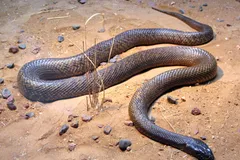 inland taipan in natural habitat