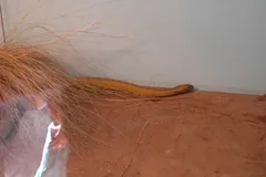 inland taipan in natural habitat