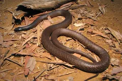 inland taipan in natural habitat