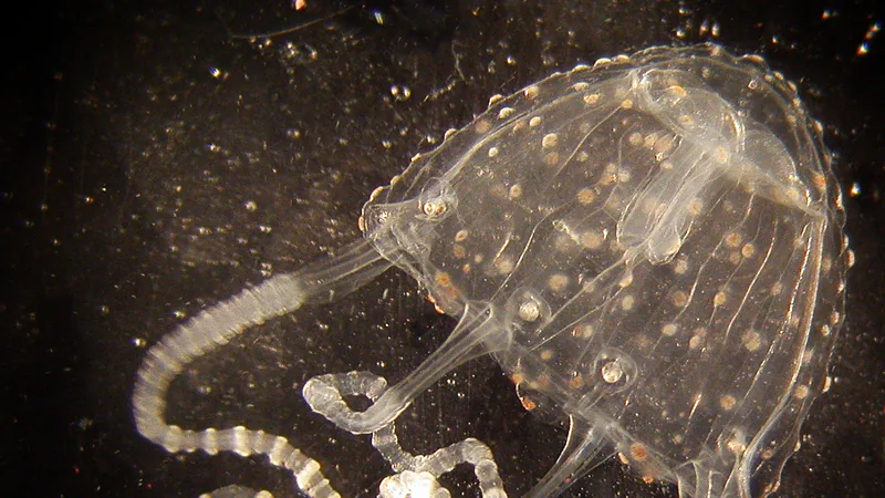 Irukandji Jellyfish in this matchup