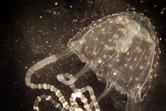 Irukandji Jellyfish