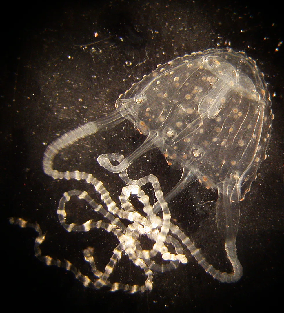 Irukandji jellyfish, a tiny clear box-shaped bell trailing beaded tentacles in dark water