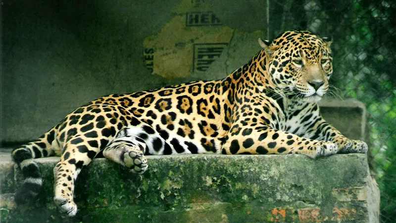 Jaguar in natural habitat