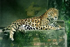 Jaguar in natural habitat