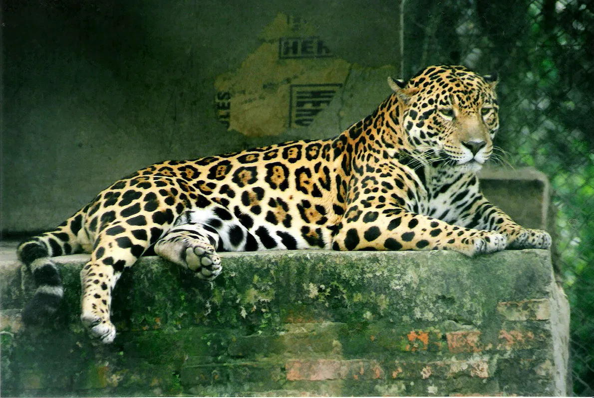 Jaguar in natural habitat