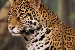 Jaguar in natural habitat