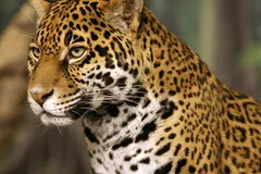 Jaguar in natural habitat