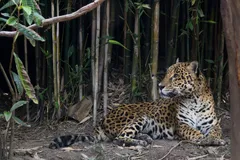 Jaguar in natural habitat