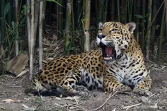 Jaguar in natural habitat