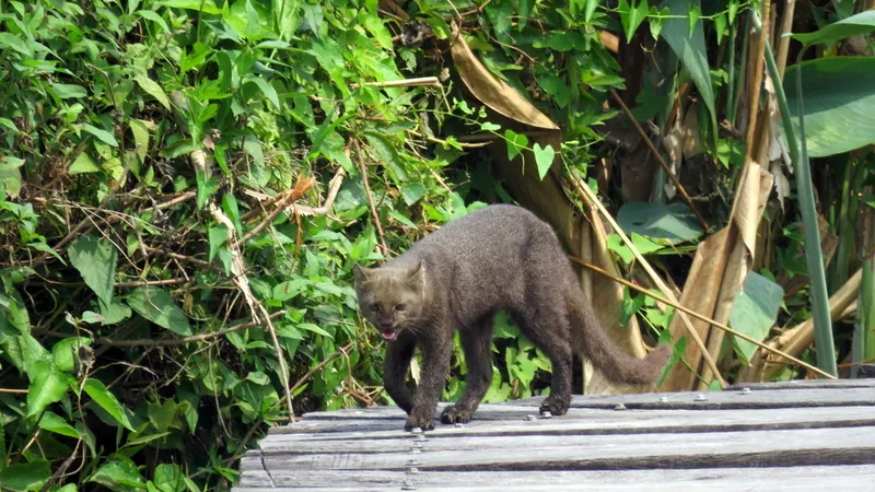 Jaguarundi (Herpailurus yagouaroundi) in natural habitat