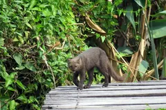 Jaguarundi (Herpailurus yagouaroundi) in natural habitat
