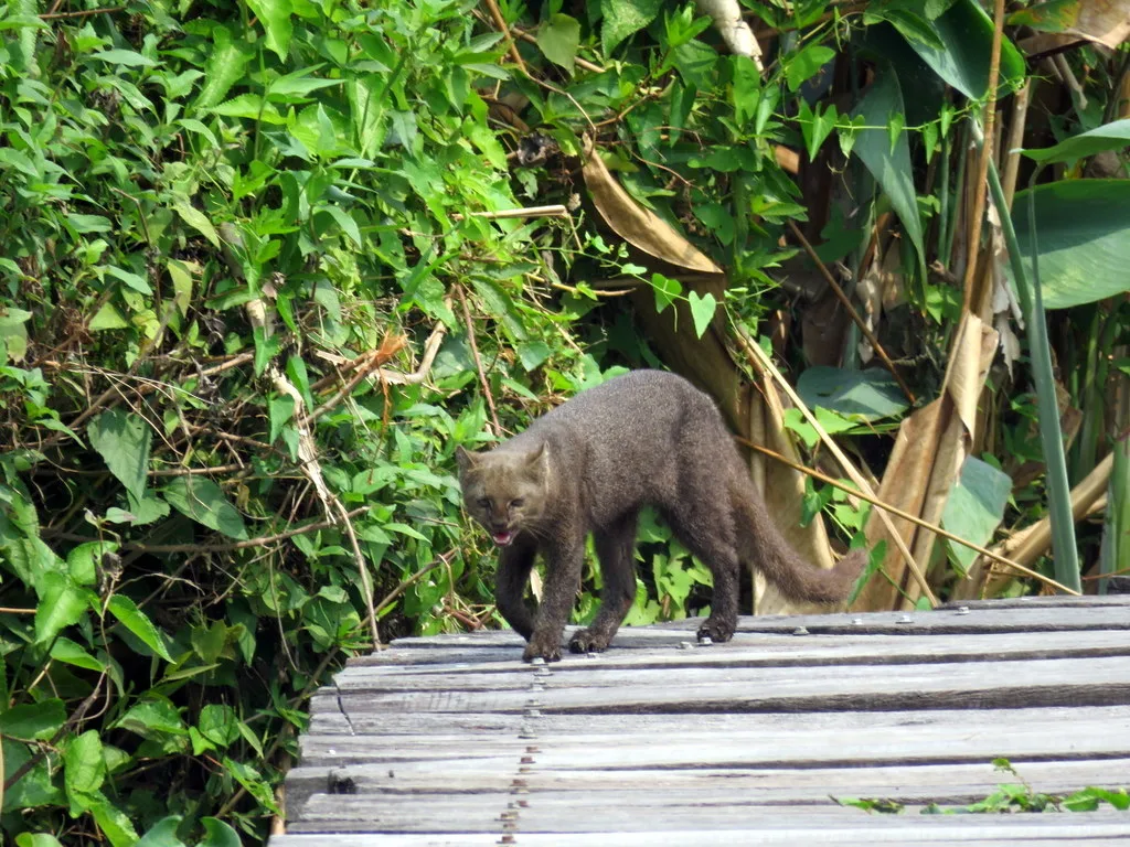 Jaguarundi (Herpailurus yagouaroundi) in natural habitat
