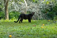 Jaguarundi (Herpailurus yagouaroundi) in natural habitat