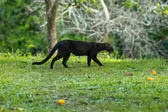 Jaguarundi (Herpailurus yagouaroundi) in natural habitat