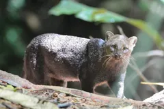 Jaguarundi (Herpailurus yagouaroundi) in natural habitat