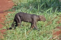 Jaguarundi (Herpailurus yagouaroundi) in natural habitat