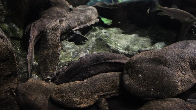 Japanese Giant Salamander in natural habitat