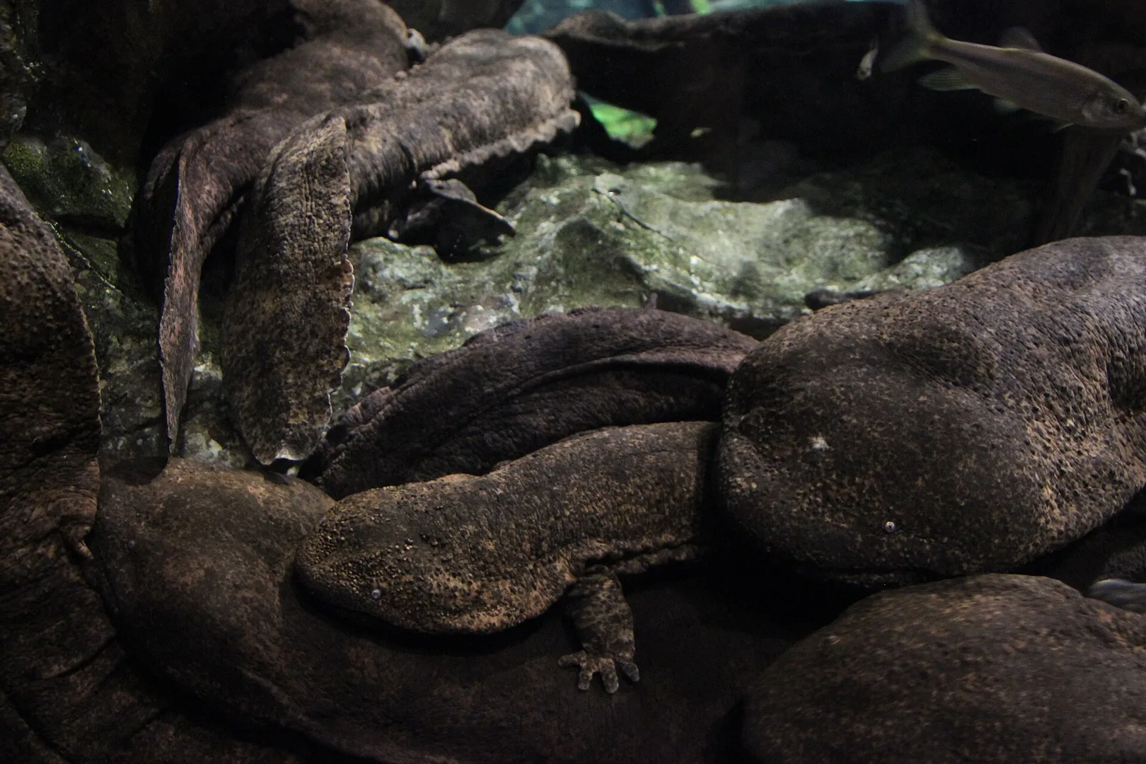 Japanese Giant Salamander in natural habitat