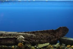 Japanese Giant Salamander in natural habitat