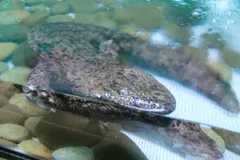 Japanese Giant Salamander in natural habitat