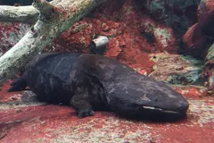 Japanese Giant Salamander in natural habitat