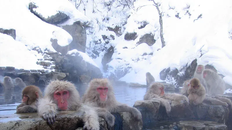Japanese macaques relaxing in geothermal hot springs in Jigokudani
