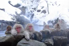 Japanese Macaque