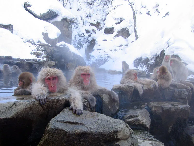 Japanese macaques relaxing in geothermal hot springs in Jigokudani