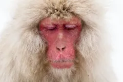 Adult Japanese macaque resting peacefully amid volcanic steam