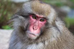 Japanese snow monkey foraging along alpine riverbanks in Nagano