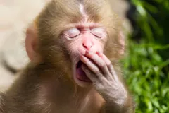 Juvenile Japanese macaque displaying vocal yawn in mountain habitat