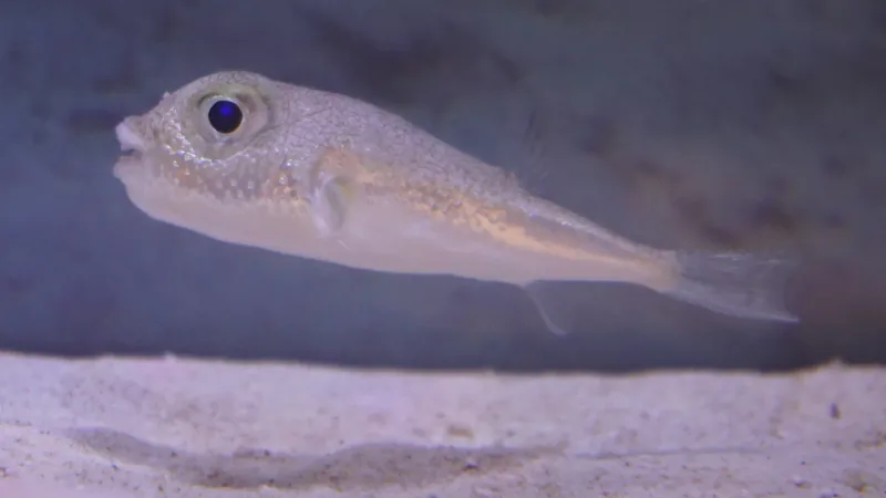 White-Spotted Pufferfish wildlife photography