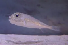 White-Spotted Pufferfish