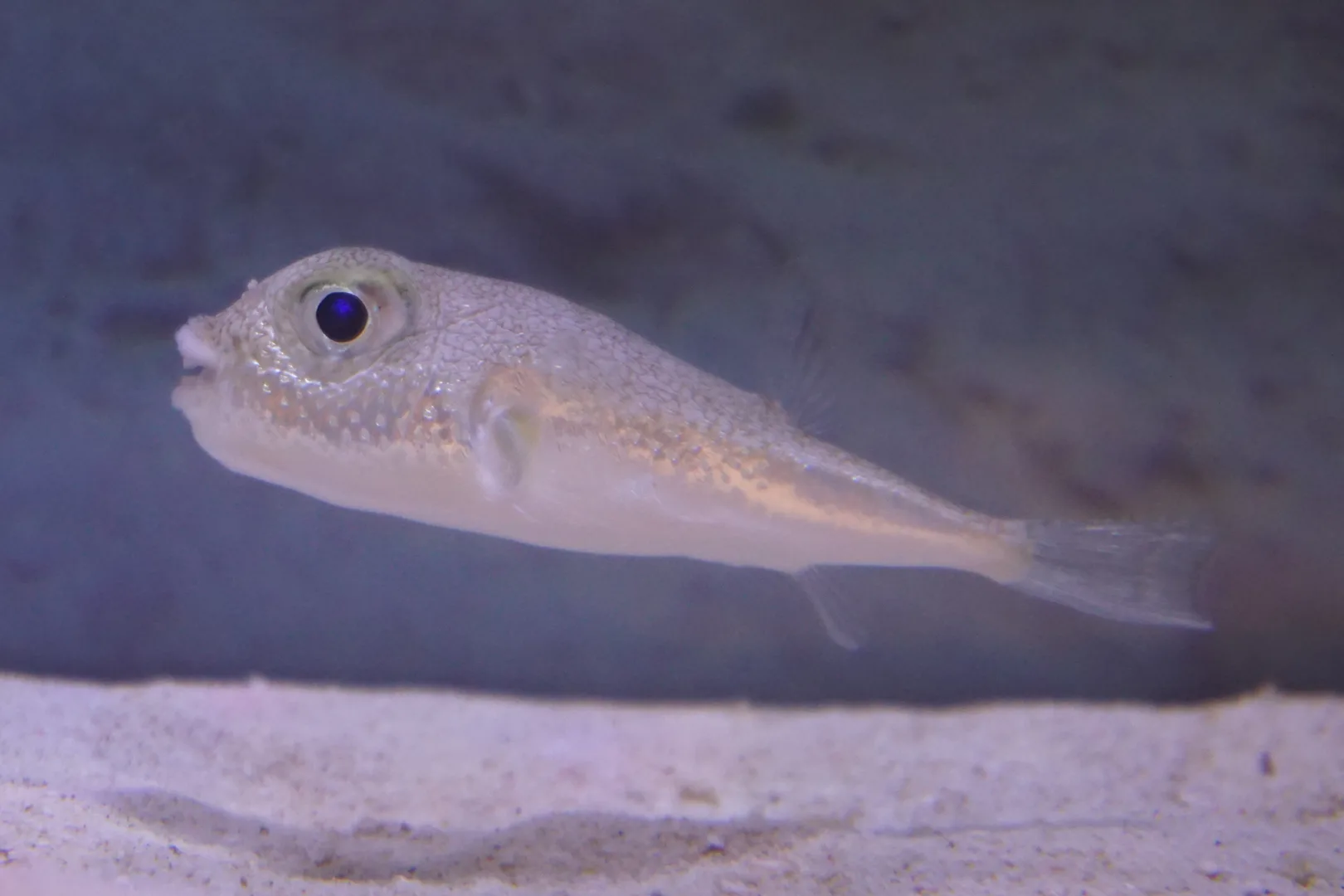 White-Spotted Pufferfish wildlife photography