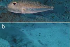 Two figure panels: a white-spotted pufferfish over the seabed, and empty pale sand