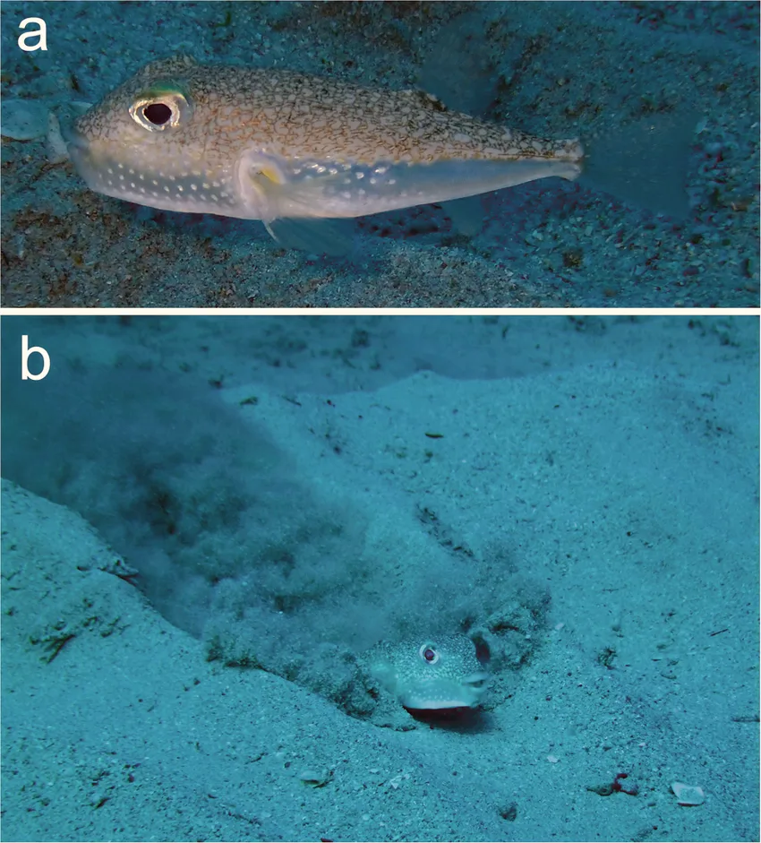 White-Spotted Pufferfish wildlife photography