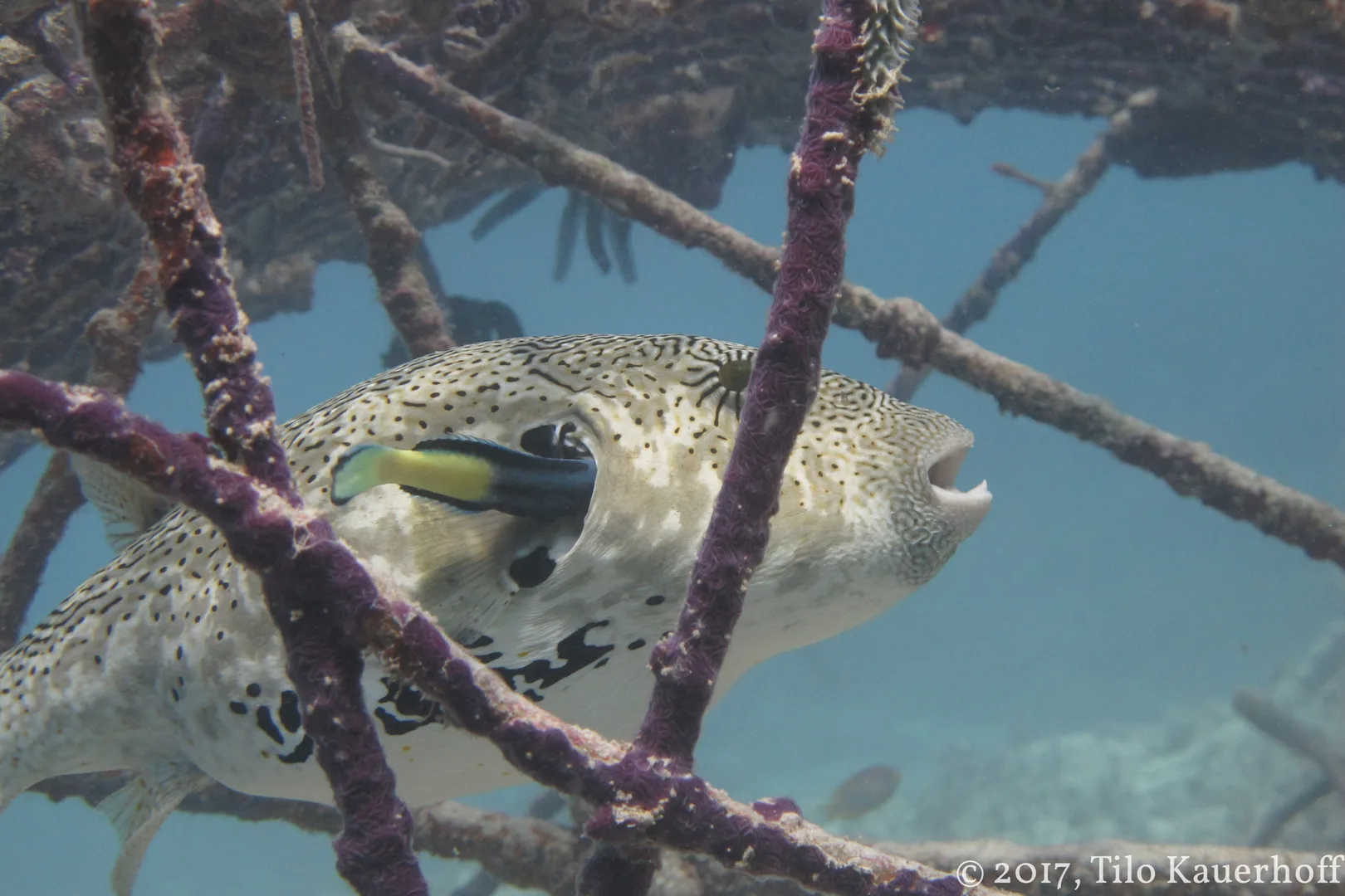 White-Spotted Pufferfish wildlife photography