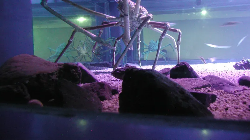 Japanese Spider Crab showing immense leg span in deep water