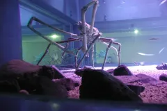 Japanese Spider Crab showing immense leg span in deep water