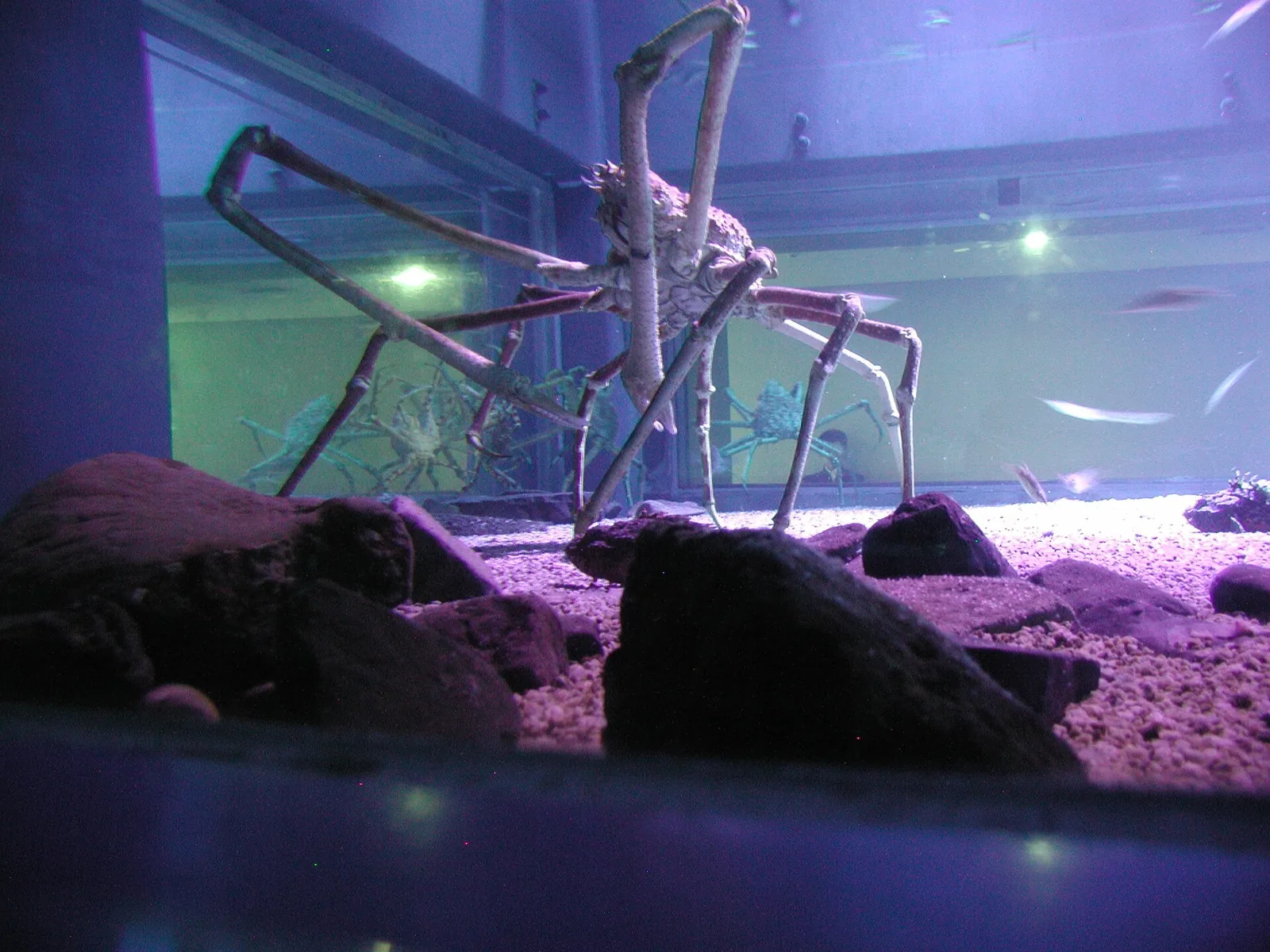 Japanese Spider Crab showing immense leg span in deep water