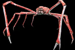 Japanese Spider Crab specimen showing central armored carapace and chelipeds