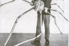 Adult Japanese Spider Crab crawling on sea floor substrate