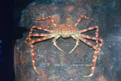 Overhead angle of Japanese Spider Crab legs spread wide on ocean floor