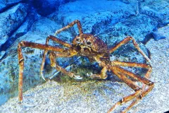 Japanese Spider Crab walking on benthic sea bottom