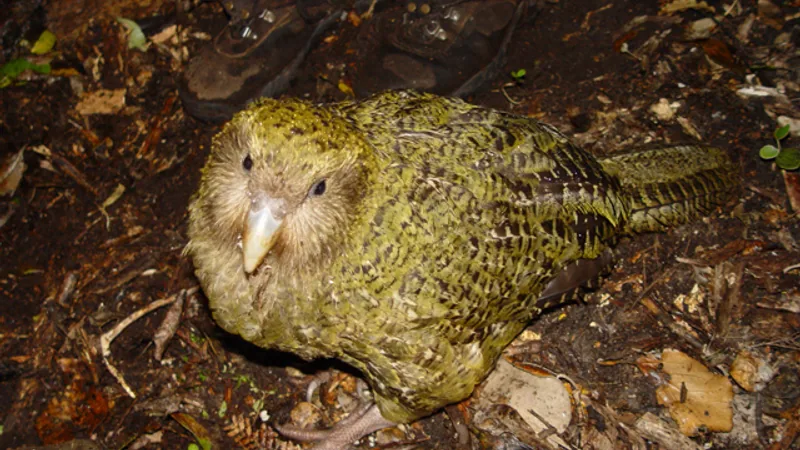 Kakapo (Owl Parrot) in natural habitat