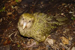 Kakapo (Owl Parrot) in natural habitat