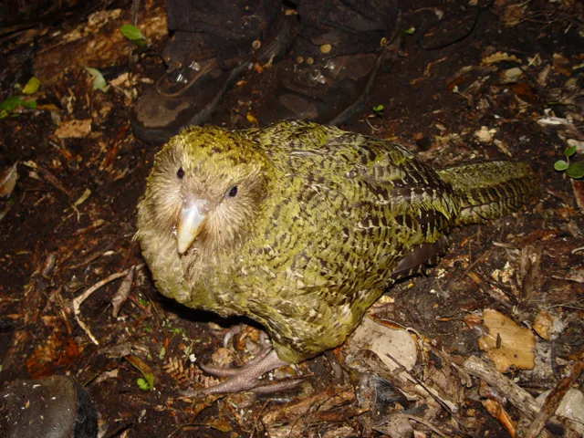 Kakapo (Owl Parrot) in natural habitat