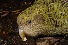 Kakapo (Owl Parrot) in natural habitat