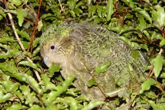 Kakapo (Owl Parrot) in natural habitat