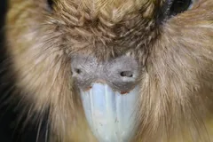 Kakapo (Owl Parrot) in natural habitat